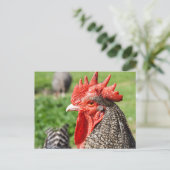 Scots Gray Rooster | Kip Briefkaart (Staand voorkant)