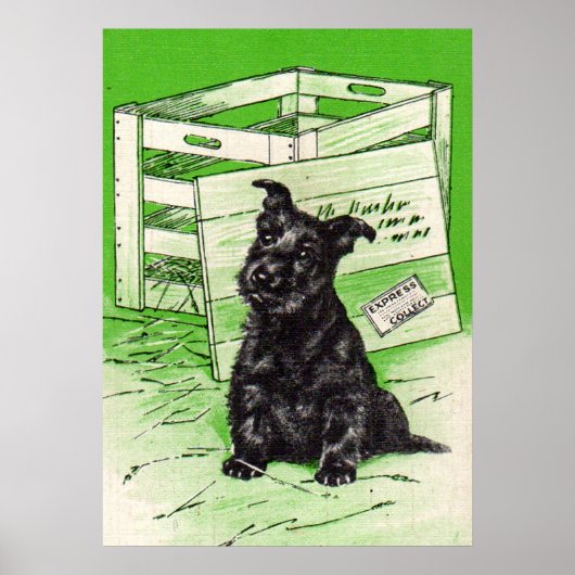 Scottie dog via speciale levering poster (Voorkant)