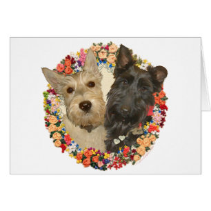 Scotties Blé et Noir