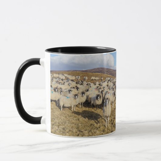 Scottish Blackface Sheep Herd Mok (Links)