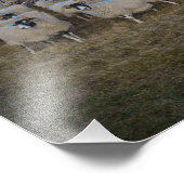 Scottish Blackface Sheep Herd Panorama Foto Afdruk (Hoek)