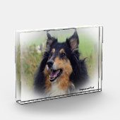Scottish Collie Dog. Fotoblokken (Links)