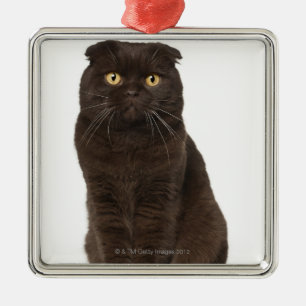Scottish Fold (18 maanden oud) zittend Metalen Ornament