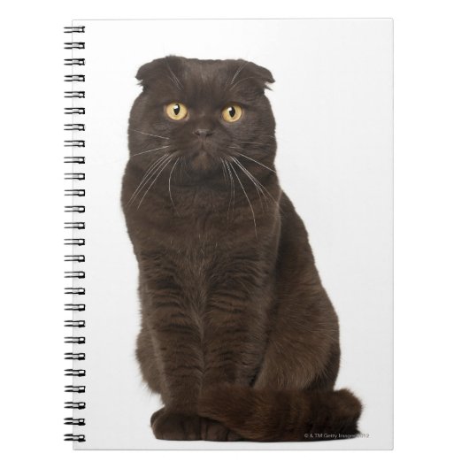 Scottish Fold (18 maanden oud) zittend Notitieboek (Voorkant)