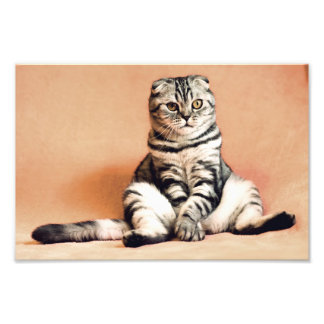 Scottish Fold Cat Foto Afdruk