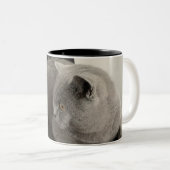 scottish fold cat koffie mok (Voorkant rechts)