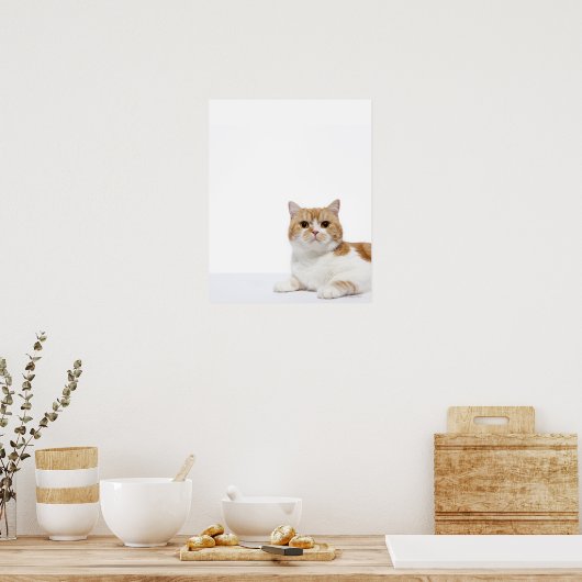 Scottish Fold Cat Poster (Keuken)