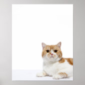Scottish Fold Cat Poster (Voorkant)