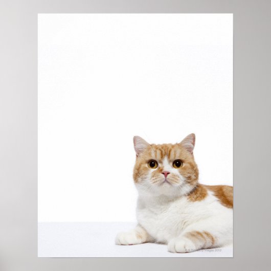Scottish Fold Cat Poster (Voorkant)