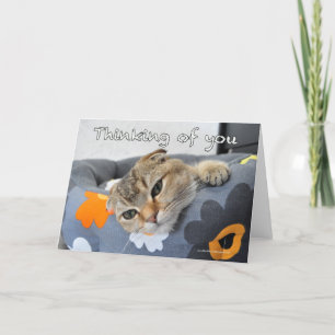Scottish fold cat thinking of you card kaart