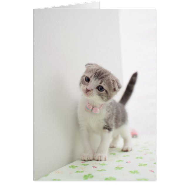 Scottish Fold Kitten (Devant)