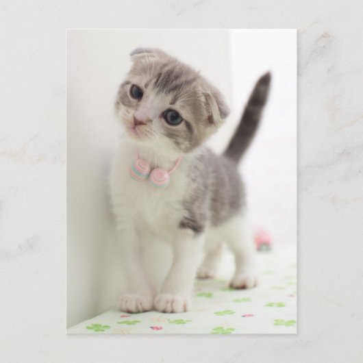 Scottish Fold Kitten Briefkaart (Voorkant)