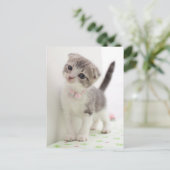 Scottish Fold Kitten Briefkaart (Staand voorkant)
