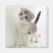 Scottish Fold Kitten Magneet (Voorkant)