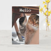 Scottish fold noodcat hello card kaart (Gele Bloem)