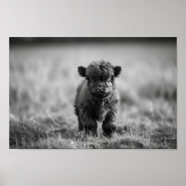 Scottish Highland Calf Baby Koe Poster