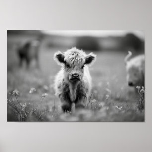 Scottish Highland Calf Baby Koe Poster