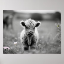 Scottish Highland Calf Baby Koe Soft Black White