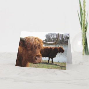 Scottish Highland Cattle ~ Card Kaart