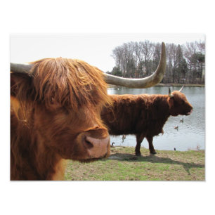 Scottish Highland Cattle ~ Foto Afdruk