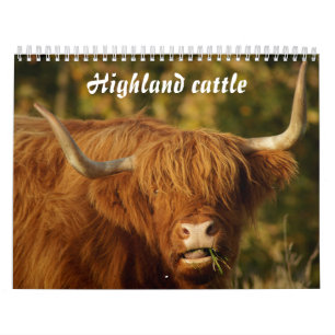 Scottish Highland Cattle Kalender