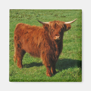 Scottish Highland Cattle Magnet Magneet