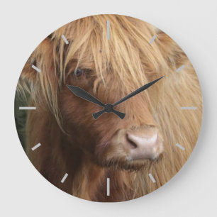Scottish Highland cow Grote Klok