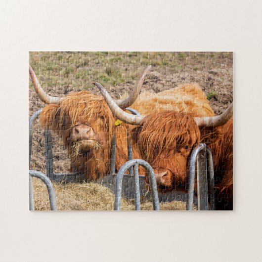 Scottish Highland cow Legpuzzel (Horizontaal)
