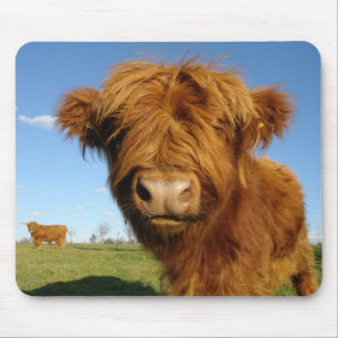 Scottish Highland Cow Muismat