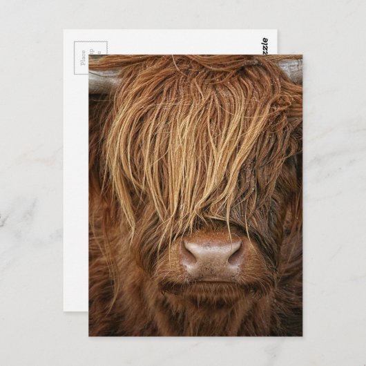 Scottish Highland Cow - Schotland Briefkaart (Voorkant / Achterkant)