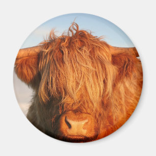Scottish Highland Cow - Schotland Magneet