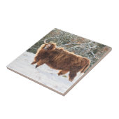 Scottish Highland cow Tegeltje (Zijkant)