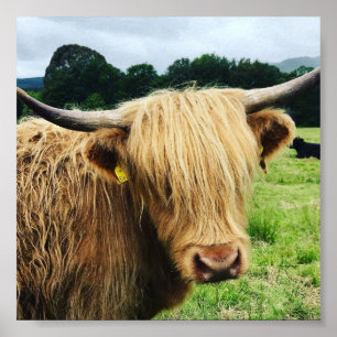 Scottish Highland Koe Art Foto Print