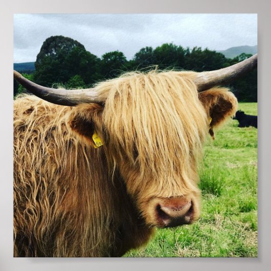 Scottish Highland Koe Art Foto Print (Voorkant)