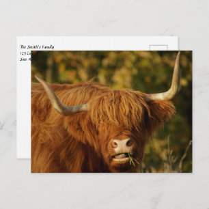 Scottish Highland Koe Briefkaart