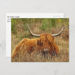 Scottish Highland Koe Briefkaart