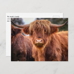 Scottish Highland Koe Briefkaart
