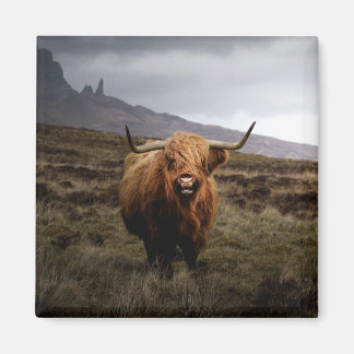 Scottish Highland Koe Fridge Magnet Magneet