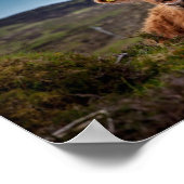 Scottish Highland Koe in Pasture Poster Print (Hoek)