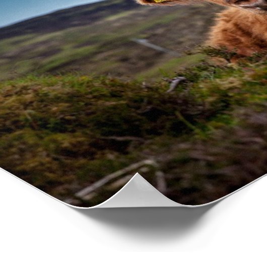 Scottish Highland Koe in Pasture Poster Print (Hoek)