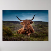 Scottish Highland Koe in Pasture Poster Print (Voorkant)