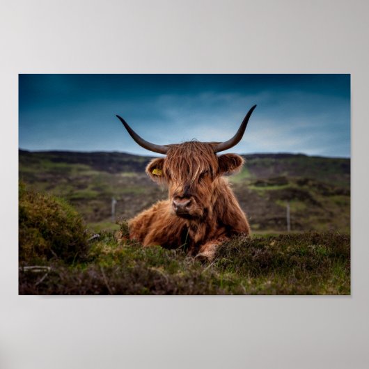 Scottish Highland Koe in Pasture Poster Print (Voorkant)
