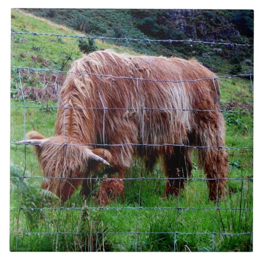 "Scottish Highland Long-Hazard Cow" Tegeltje (Voorkant)