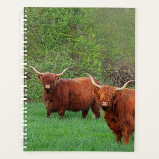 Scottish Highland Steer (Devant)