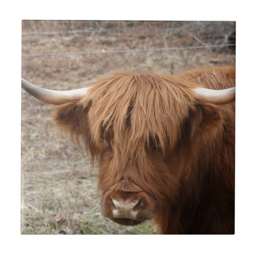 Scottish Highlander Tegeltje (Voorkant)