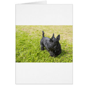 Scottish Terrier