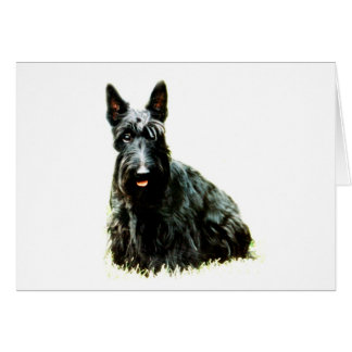 Scottish Terrier