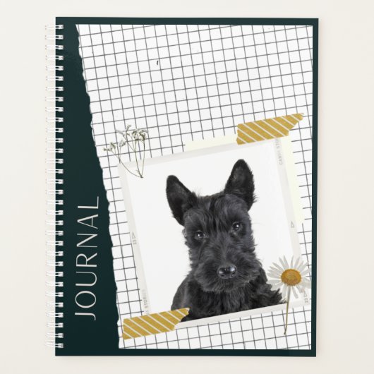 Scottish Terrier (Devant)