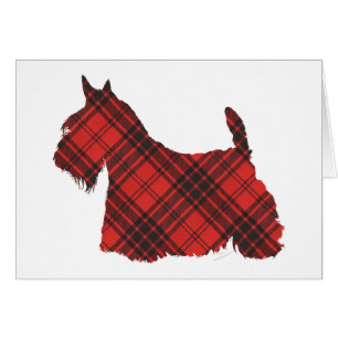 Scottish Terrier