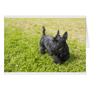Scottish Terrier